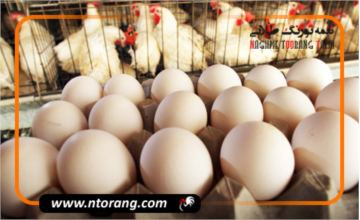 داروی افزایش تخمگذاری مرغ